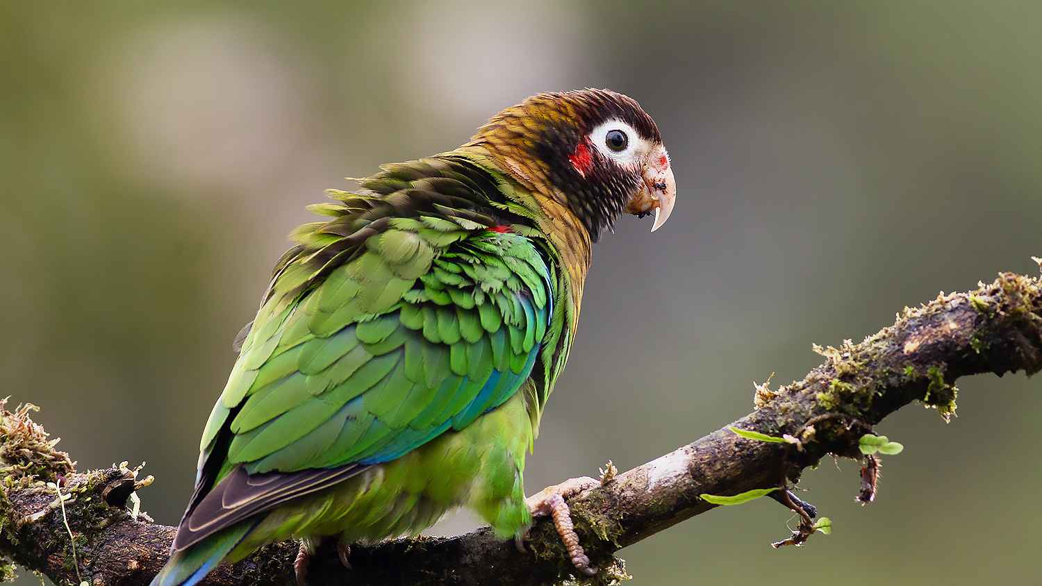 Brown-hooded Parrot